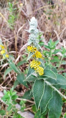 Buddleja stachyoides