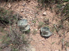 Asclepias nummularia