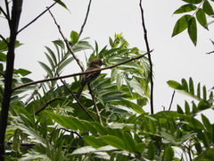 Nesotriccus incomtus