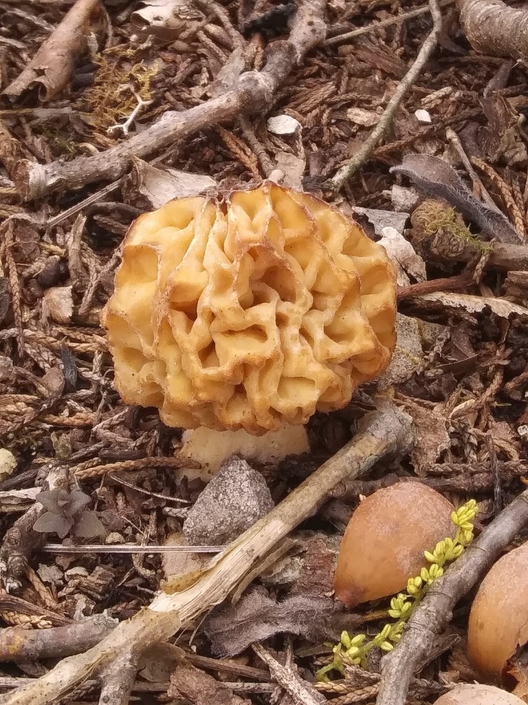 true morels in April 2020 by Jim Oehmke · iNaturalist