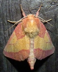 Hyparpax aurora