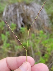 Paspalum blodgettii