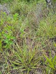 Paspalum blodgettii