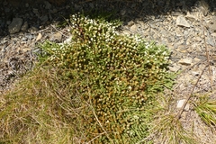 Kelleria dieffenbachii