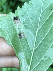 Phyllonorycter argentinotella