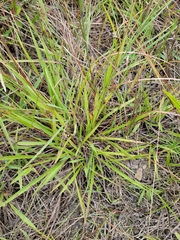 Paspalum blodgettii