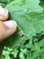 Phyllonorycter argentinotella