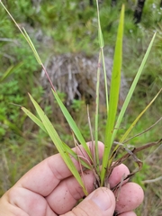 Paspalum blodgettii