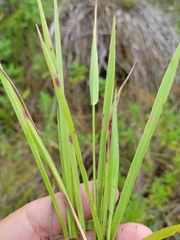 Paspalum blodgettii