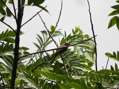 Nesotriccus incomtus