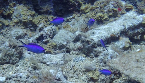 Photo of Blue chromis (Chromis cyanea)