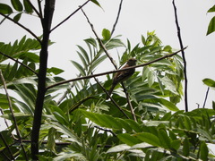 Nesotriccus incomtus