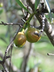 Santalum spicatum