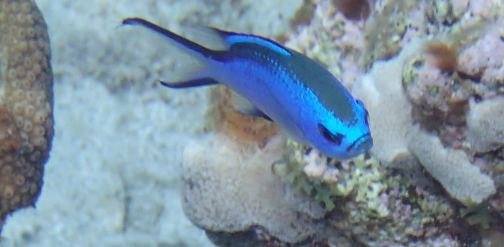 Blue chromis (Chromis cyanea) — Pomacentridae