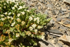 Kelleria dieffenbachii