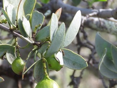 Santalum spicatum