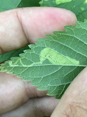 Phyllonorycter celtisella