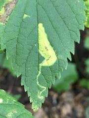 Phyllonorycter celtisella