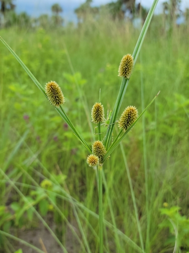 Image of Cyperus ovatus by (c) Jay Horn, some rights reserved (CC BY)