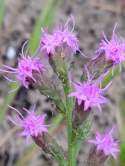 Liatris garberi