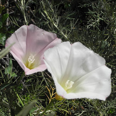 Calystegia purpurata
