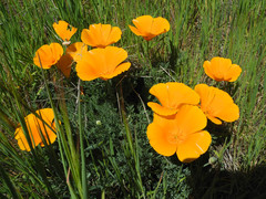 Eschscholzia californica californica