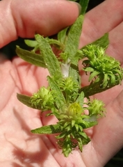 Solidago petiolaris angusta