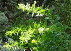 Solidago petiolaris angusta