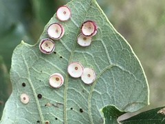 Phylloteras volutellae