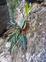 Dendrobium speciosum speciosum