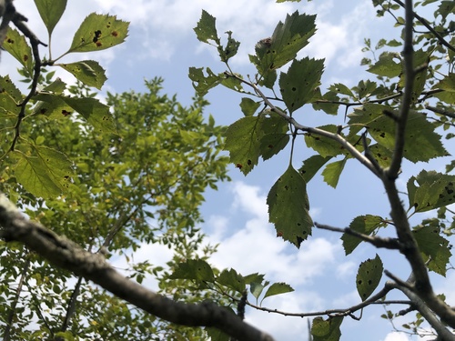 Crataegus scabrida var. scabrida