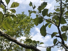 Crataegus scabrida scabrida