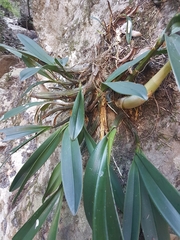 Dendrobium speciosum speciosum