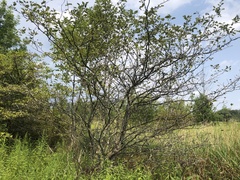 Crataegus scabrida scabrida