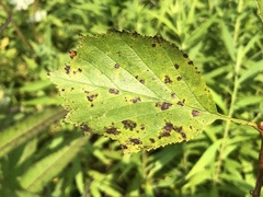 Crataegus scabrida scabrida
