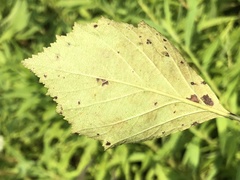 Crataegus scabrida scabrida