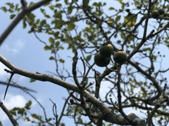 Crataegus scabrida scabrida