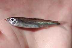 Notropis amabilis