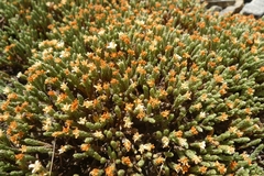 Kelleria villosa