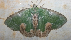 Eucyclodes albisparsa