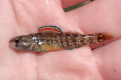 Etheostoma lepidum