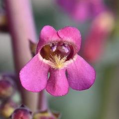 Penstemon bicolor roseus