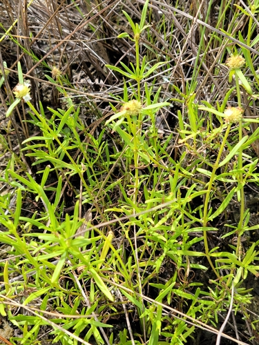 Image of Everglades Key False Buttonweed by (c) Jay Horn, some rights reserved (CC BY)