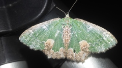 Eucyclodes albisparsa