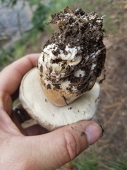 Boletus barrowsii