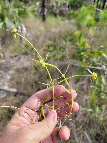 Image of Everglades Key False Buttonweed (Spermacoce neoterminalis) by (c) Jay Horn, some rights reserved (CC BY)