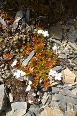 Epilobium rubro-marginatum