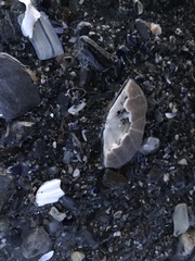 Echinarachnius parma