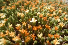 Kelleria villosa
