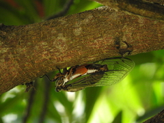 Cryptotympana facialis